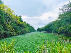 -上海海湾国家森林公园