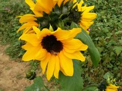 -北京东方普罗旺斯薰衣草庄园