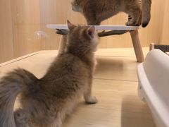 -momokira米努特·德文卷毛猫·棉花面纱犬