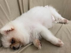 -怪兽屋·羊驼·猫咖·狗咖(俊华广场店)