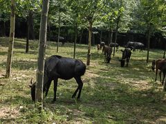-秦皇岛野生动物园