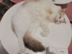 -三花喵·撸猫购宠·宠物生活馆(虹桥南丰城店)