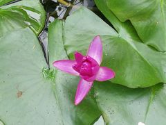 -北京植物园-展览温室