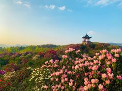 -贵州百里杜鹃风景名胜区