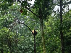 -中国大熊猫保护研究中心雅安碧峰峡基地