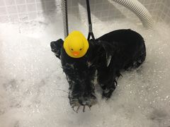 -PETKIT 小佩宠物·低压洗护·美容·寄养(安远店)