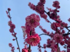 -香雪海