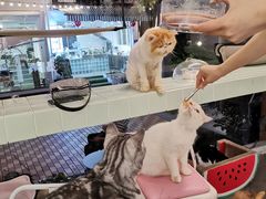 爱吃肉肉的猫猫-有猫主题·治愈系猫咖(曾厝垵店)