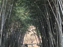 -同里国家湿地公园