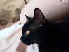 -纳吉亚猫专科动物医院·北北分院