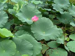 -长白岛森林公园