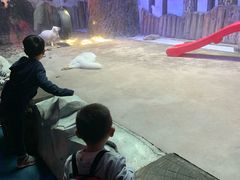 -芜湖新华联大白鲸海洋公园