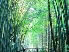 -同里国家湿地公园