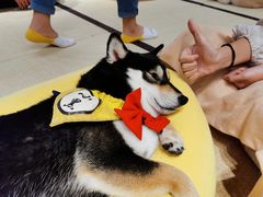 -逗柴咖啡屋·狗咖猫咖宠物桌游