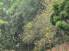 -大屏嶂森林公园