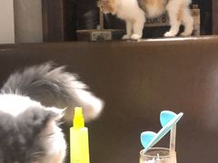 -吉丁鸟咖·异宠·寄养