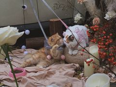 -美美宠物诊疗中心·异宠·骨科(滨江东信分院)