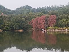 -深圳仙湖植物园