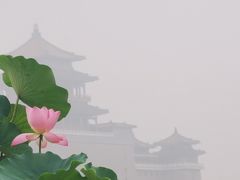 -莲花池公园