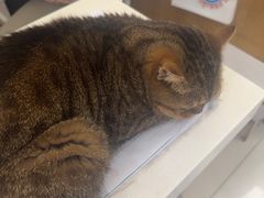 -纳吉亚猫专科动物医院博雅分院