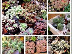 -双季花艺园艺市场(浦东店)