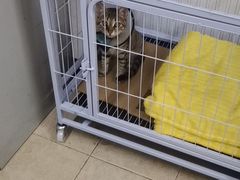-爱侣·安琦尔宠物医院·中兽医针灸·心内科·狂犬免疫点(宝山区院)