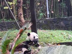 -都江堰中华大熊猫苑