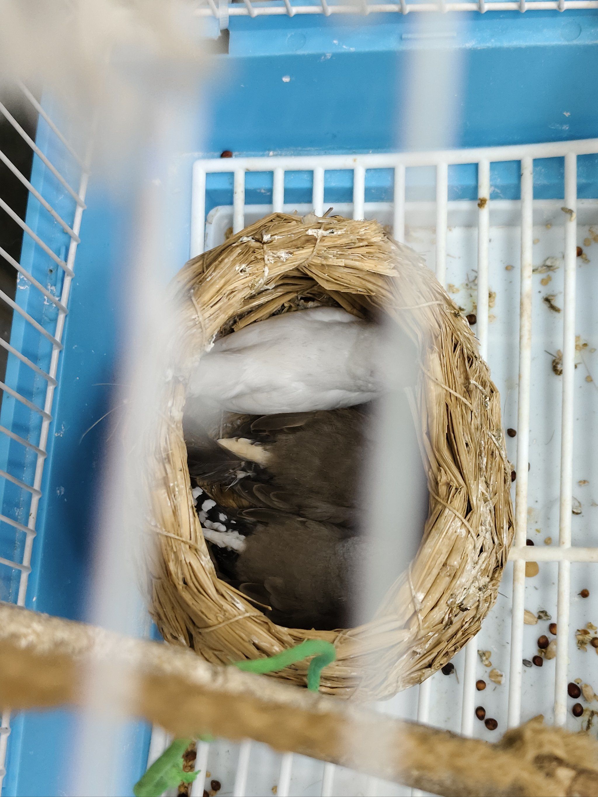 睡着的小鸟最可爱