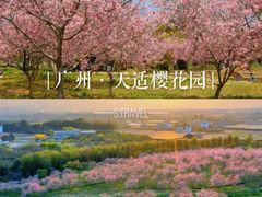 -天适樱花悠乐园