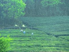 -龙坞茶村