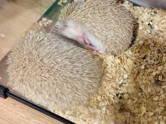 -藦茜花园宠物主题亲子互动体验馆(国顺东路店)