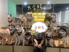 -Husky Go! 哈士奇体验馆·宠物咖啡厅狗咖