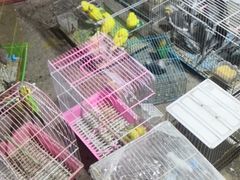 -中环花鸟鱼虫市场