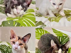 -青奢宠物·青奢猫舍