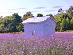 -紫颐香薰山谷景区