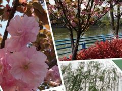 android_upload_pic-高东镇樱花园