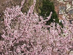 -桃花堤公园