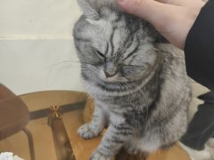 -共舞时光猫咖·狗咖(新街口店)