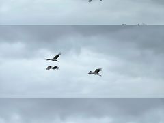 -盐城丹顶鹤湿地生态旅游区