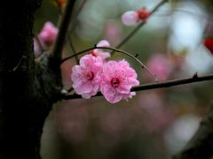 景点-铁山坪森林公园