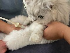 -伟伟宠物医院·瑞派猫友好医院·猫科(光谷店)