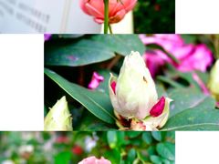 -深圳市中科院仙湖植物园