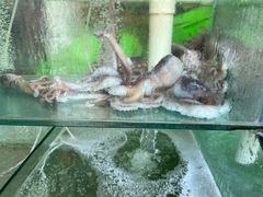 -四海鲜渔家菜(黄金海岸店)