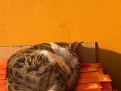 -龙华素斋(龙华路店)