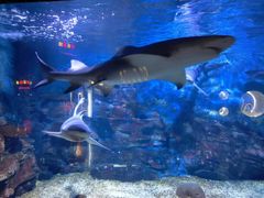 -烟台海昌鲸鲨海洋公园