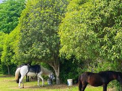 -合肥三国新城遗址公园