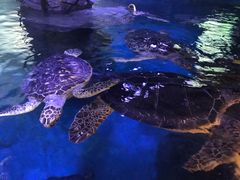 -烟台海昌鲸鲨海洋公园