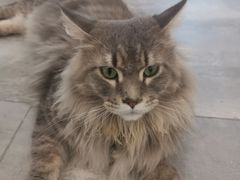 -楼上猫咖(罗湖店)