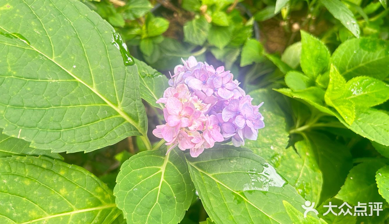 别墅里的私房菜