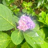 别墅里的私房菜